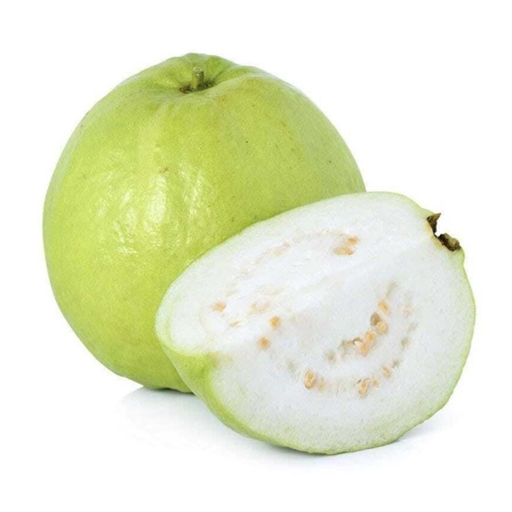 Guava Alahabad Plant - Mr. Farmer