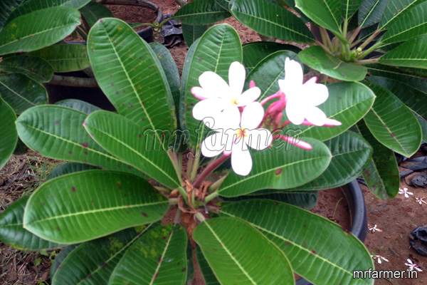 Plumeria Singaporensis - Mr. Farmer