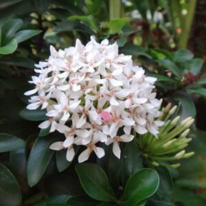 Ixora Dwarf White - Mr. Farmer