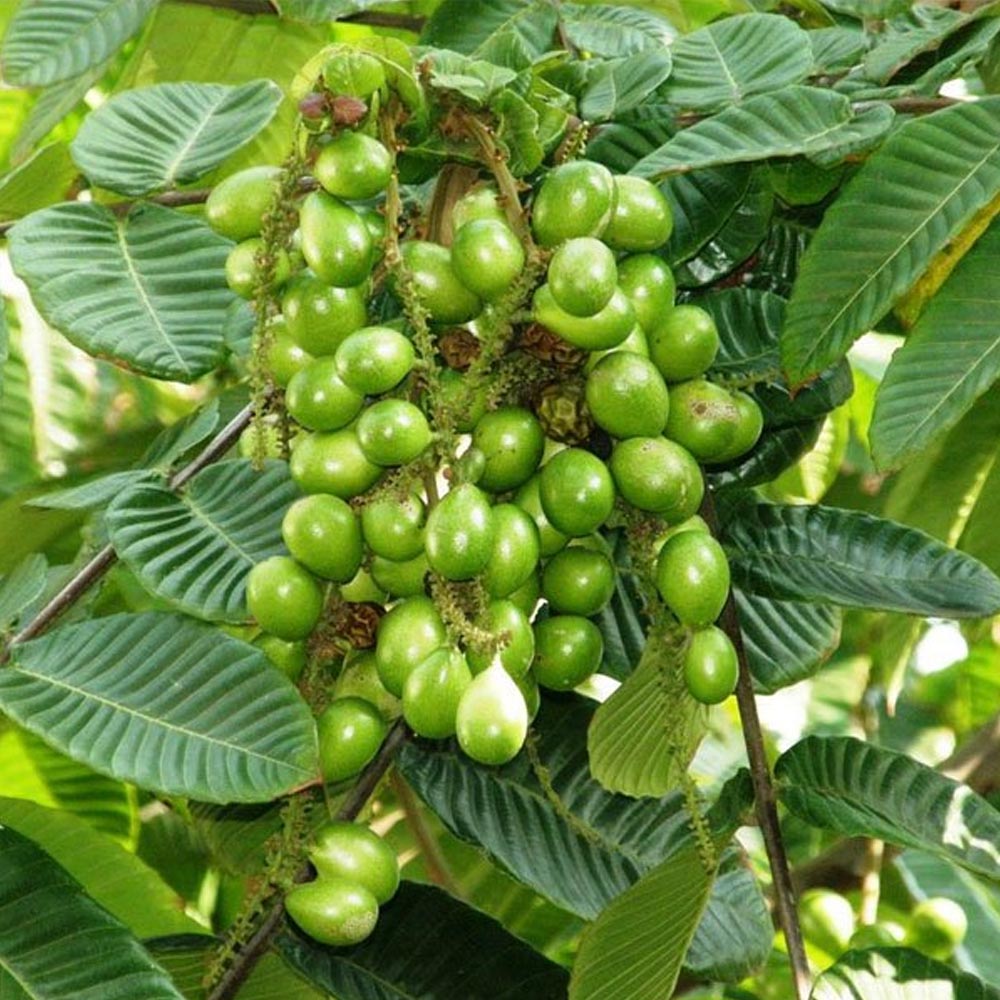 Pometia Pinnata Plant (Matoa Fruit) - Mr. Farmer