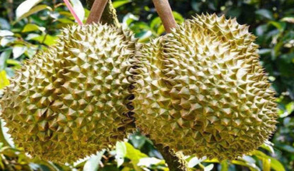 Durian Fruit Plant Description - Mr. Farmer